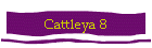 Cattleya 8