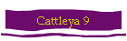 Cattleya 9